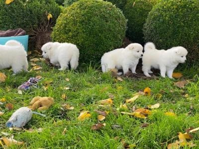 Samoyed Puppies Hamburg - photo 1