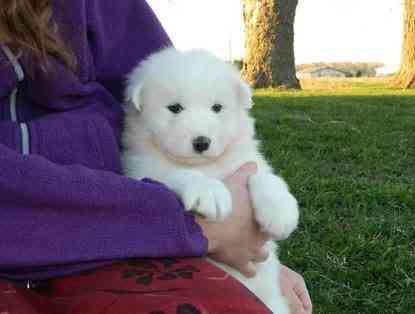 Samoyed Puppies Erfurt