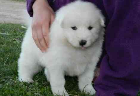 Samoyed Puppies Штутгарт