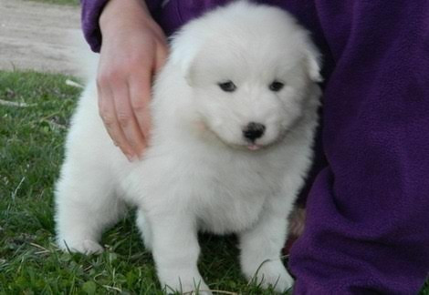 Samoyed Puppies Stuttgart - photo 1