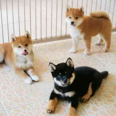 Shiba Inu Puppies Дрезден