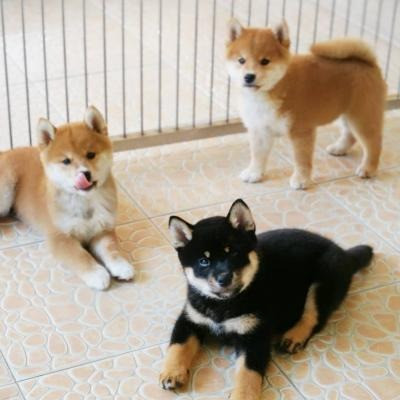 Shiba Inu Puppies Dresden - photo 1