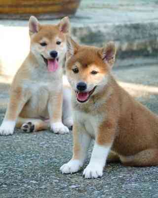 Shiba Inu Puppies Stuttgart