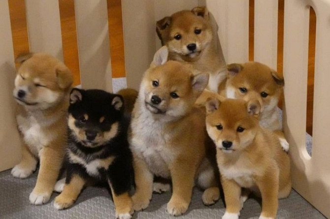 Shiba Inu puppies Бремен - изображение 1