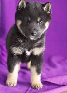 Shiba Inu puppies Bremen