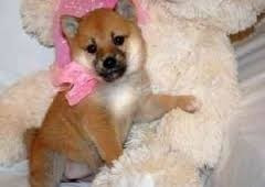 Shiba Inu puppies Bremen - photo 1