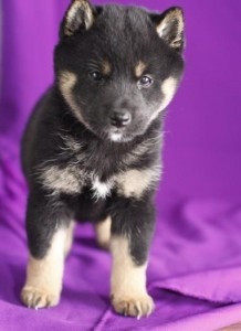 Shiba Inu puppies Bremen - photo 2