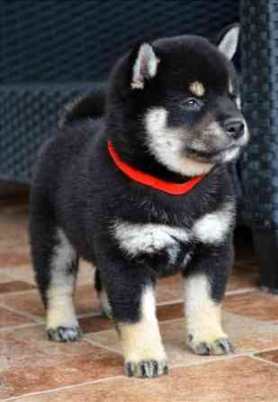 Shiba Inu Puppies Wiesbaden