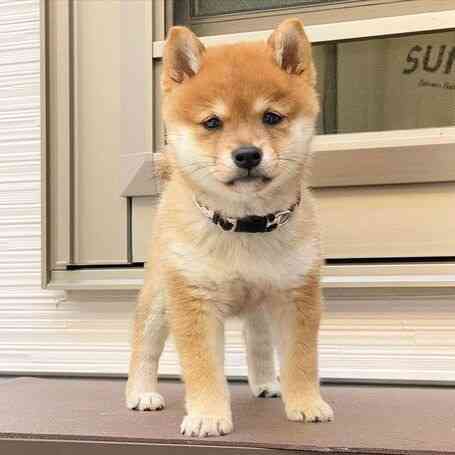 Shiba Inu Puppies Wiesbaden