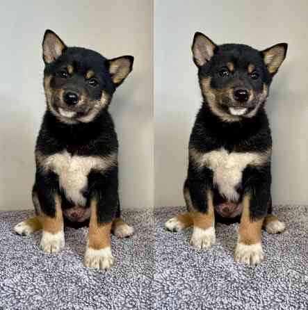 Shiba Inu Puppies Wiesbaden