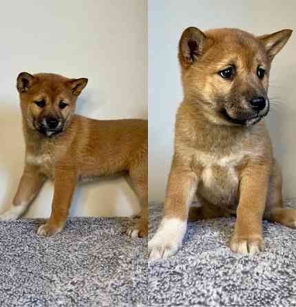 Shiba Inu Puppies Wiesbaden