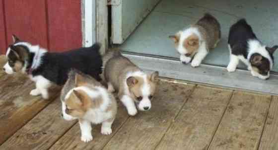 Pembroke Welsh Corgi Puppies Hamburg