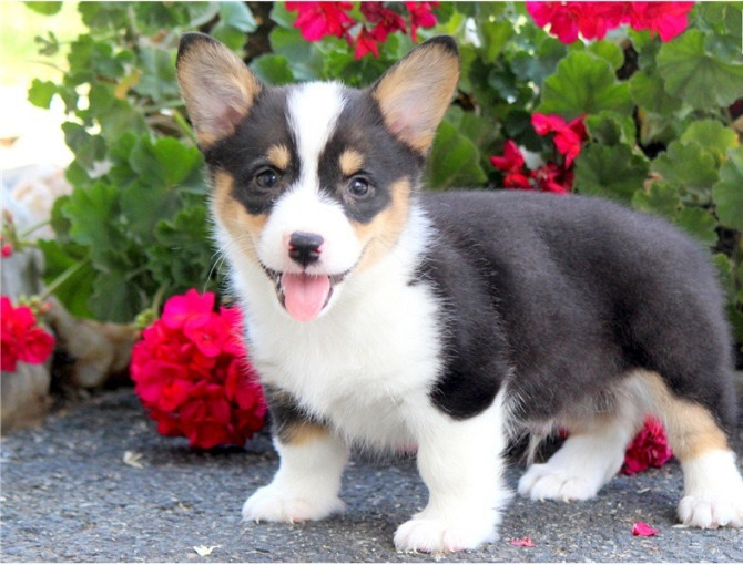 Pembroke Welsh Corgi Puppies Munich - photo 2