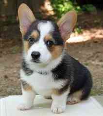 Pembroke Welsh Corgi Puppies Munich