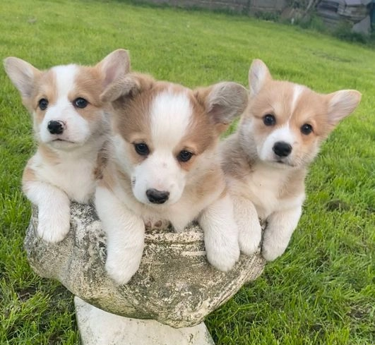 Pembroke Welsh Corgi Puppies Мюнхен