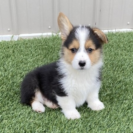 Pembroke Welsh Corgi Puppies Hannover - photo 1