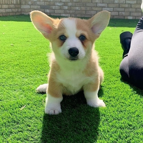 Pembroke Welsh Corgi Puppies Hannover - photo 2