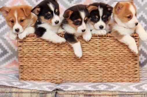 Pembroke Welsh Corgi puppies Магдебург