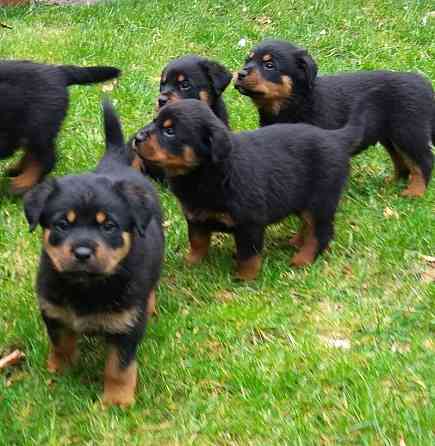 Rottweiler Puppies Hamburg