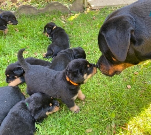 Rottweiler Puppies Dresden - изображение 1