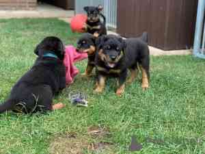 Rottweiler Puppies Мюнхен