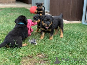 Rottweiler Puppies Munich - photo 1