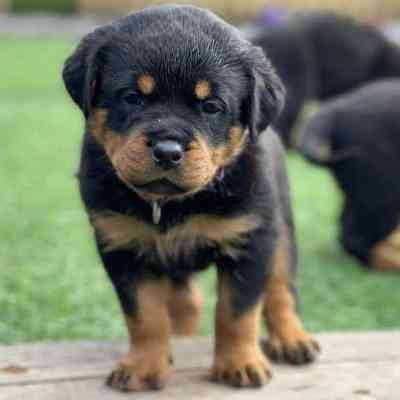 Rottweiler Puppies Berlin