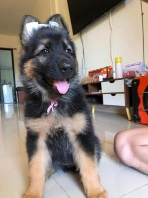 German Shepherd puppies Dresden - photo 1