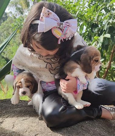 Beagle Puppies Вісбаден - изображение 1