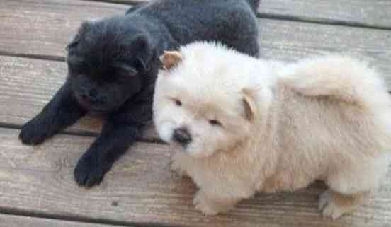 Chow chow Puppies Hamburg