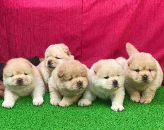 Chow Chow Puppies Dresden