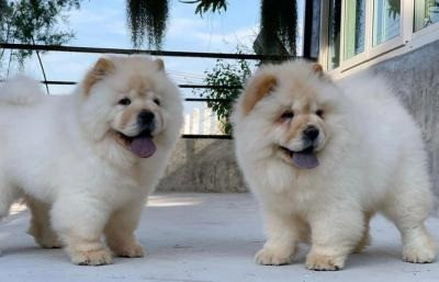 Chow chow Puppies Bremen - photo 1