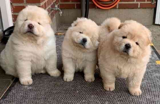 Chow Chow puppies Вісбаден