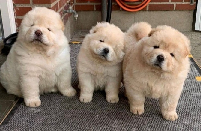 Chow chow Puppies Hannover - photo 1