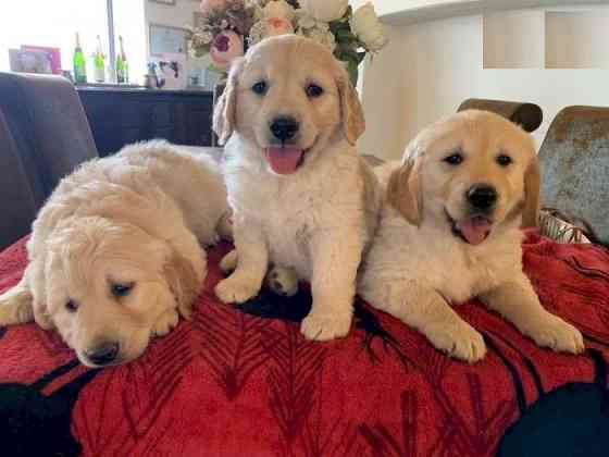 Golden Retriever Puppies Гамбург