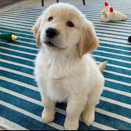 Golden Retriever Puppies Дрезден