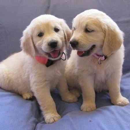 Golden Retriever Puppies Мюнхен