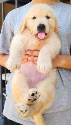 Golden Retriever puppies Штутгарт