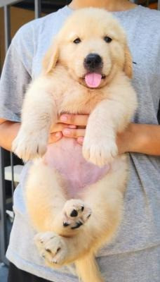 Golden Retriever puppies Stuttgart - photo 1