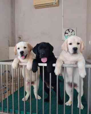 Labrador retriever Puppies Дрезден