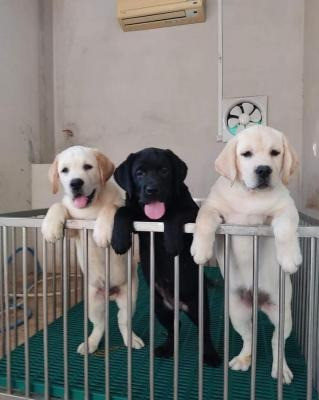 Labrador retriever Puppies Dresden - photo 1