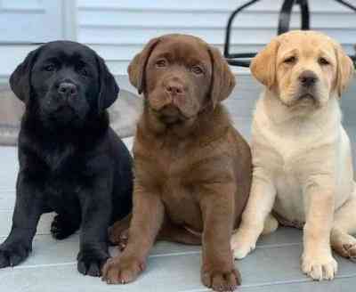 Labrador retriever Puppies Штутгарт