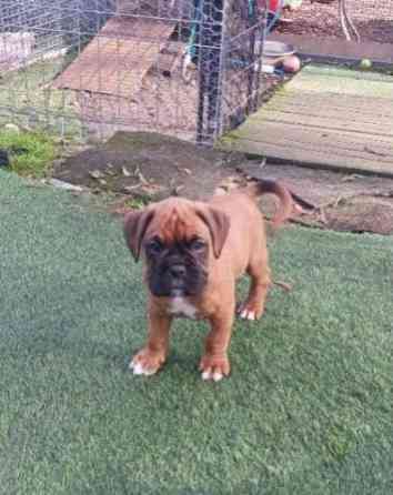 Boxer Puppies Гамбург