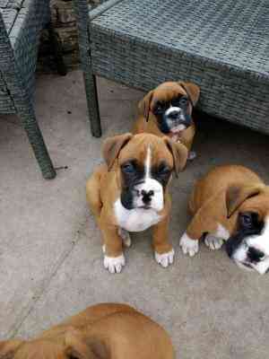 Boxer puppies Munich