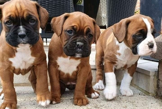 boxer puppies Stuttgart - изображение 1