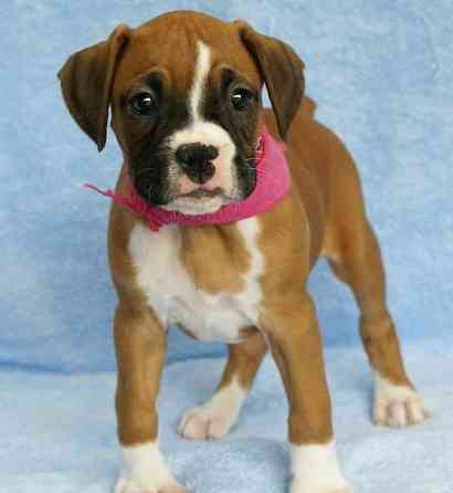 Boxer puppies Берлин