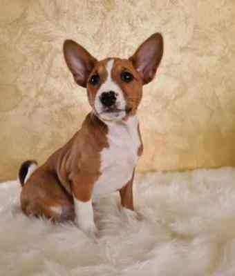 Basenji puppies Dresden