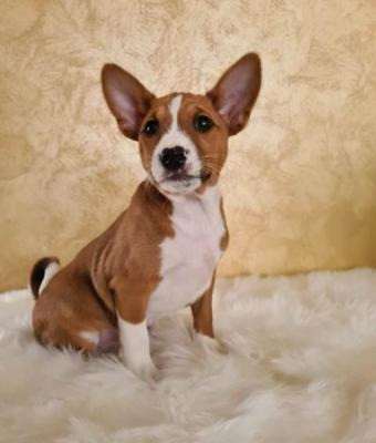 Basenji puppies Dresden - изображение 1