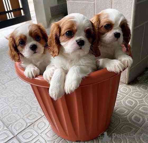 Cavalier king Charles Puppies Дюссельдорф