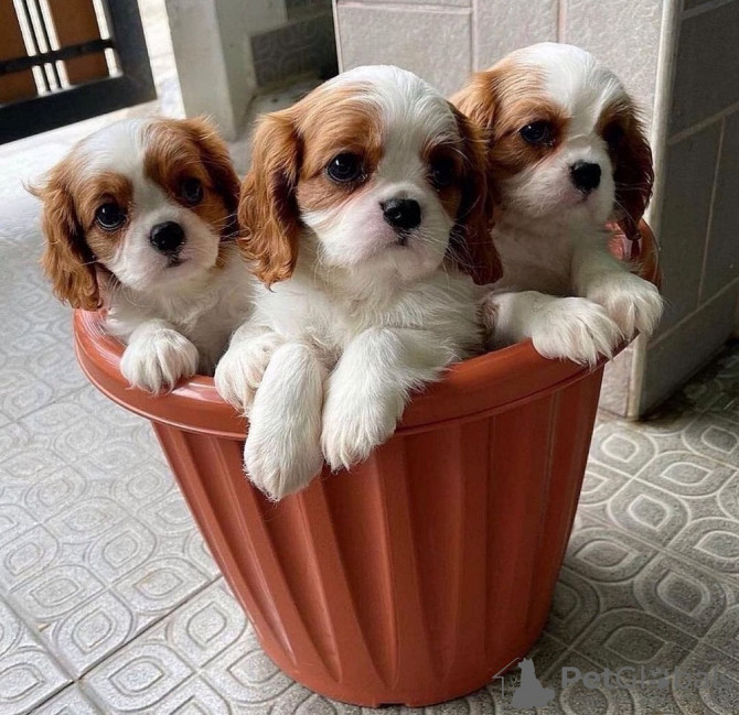 Cavalier king Charles Puppies Дюссельдорф - изображение 1